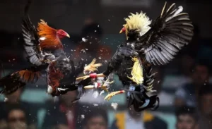 Chinh Phục Cách Chơi Đá Gà Sabong Tại 6623 Như Cao Thủ