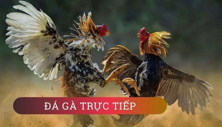 Toàn Tập Cách Chơi Đá Gà GA28 Tại 6623 Cho Người Mới 1 Toàn Tập Cách Chơi Đá Gà GA28 Tại 6623 Cho Người Mới